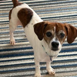 Texx, Beagle / Dachshund, young, available for adoption