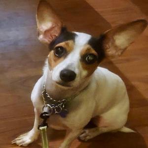 Shorty 26, Chihuahua / Dachshund, young, available for adoption