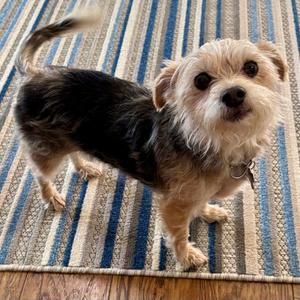 Sissy 2026, Yorkshire Terrier Yorkie / Norfolk Terrier, young, available for adoption