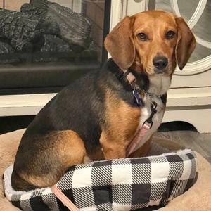Stevie Girl 2026, Beagle, young, available for adoption