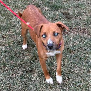 A brown dog with blue eyes standing on grass, wearing a red leash.