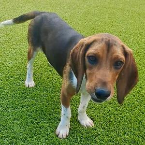 Mercury 2026, Beagle / Basset Hound, young, available for adoption