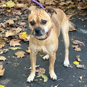Sly 2026, Pug / Chihuahua, young, available for adoption