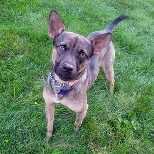 A brown and black dog standing on grass, looking up at the camera with its ears perked up.