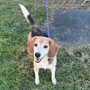 A beagle dog standing on grass, looking up with a happy expression, attached to a blue leash.