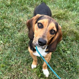 a beagle dog standing on grass, looking up at the camera with a blue leash around its neck
