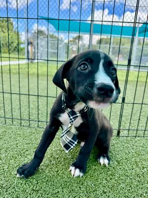Mushroom Swiss, Hound/Mixed Breed, available for adoption
