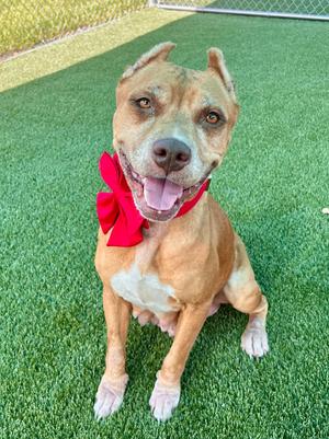 A brown and white dog wearing a red bow, sitting on green grass.