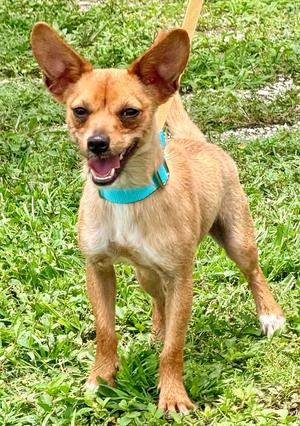 Minx, Chihuahua/Terrier, available for adoption