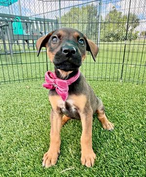 Skippy, Shepherd/Mixed Breed, available for adoption