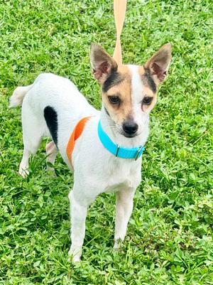 Marsala, Terrier/Mixed Breed, available for adoption