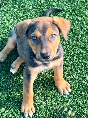 Brittle, Shepherd/Mixed Breed, available for adoption