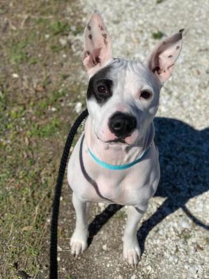 Jo Jo (Chloe), Pit Bull Terrier/Mixed Breed, available for adoption