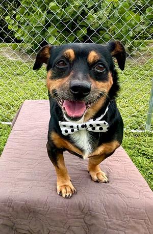 Bunsen, Terrier/Mixed Breed, available for adoption