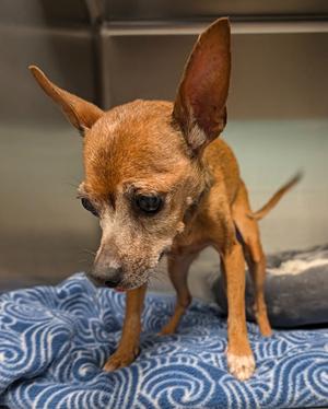 Josie, Miniature Pinscher/Chihuahua, available for adoption