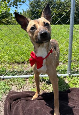 Mandie, Terrier/Mixed Breed, available for adoption