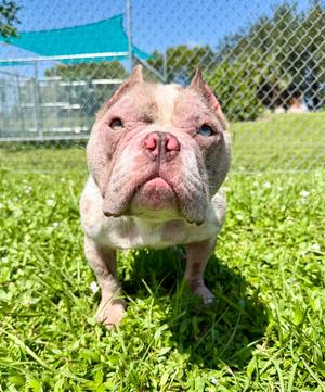 Malt, Staffordshire Bull Terrier/French Bulldog, available for adoption