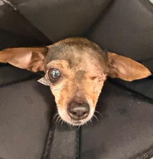 Sisi, Chihuahua, available for adoption