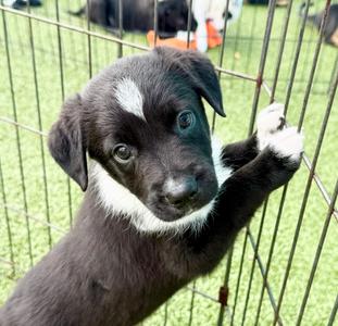 Pigment, Australian Shepherd/Mixed Breed, available for adoption