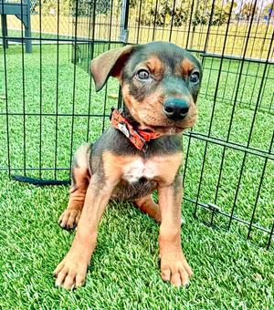 Reeses, Shepherd/Mixed Breed, available for adoption