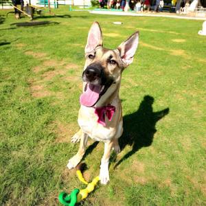 Haflinger (Mercy), Shepherd/Mixed Breed, available for adoption