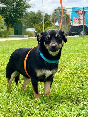 Annika, Chihuahua/Terrier, available for adoption