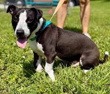 Oreos, Dachshund/Terrier, available for adoption