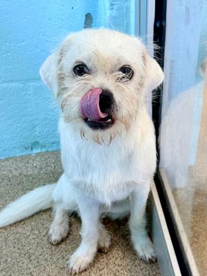 Quill, Mixed Breed, available for adoption
