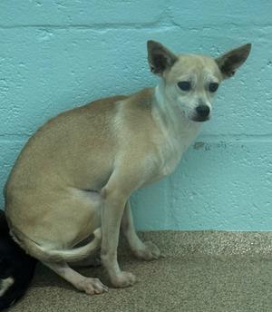 A small tan dog sitting against a light blue wall