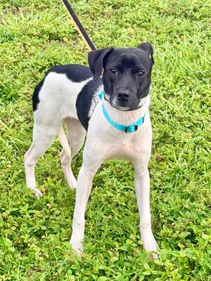 Enola, Terrier/Mixed Breed, available for adoption