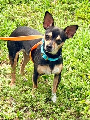 Rowdy, Miniature Pinscher/Chihuahua, available for adoption