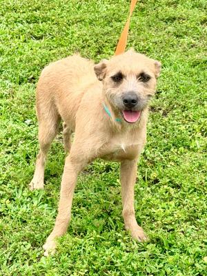 Ronni, Wirehaired Terrier/Mixed Breed, available for adoption