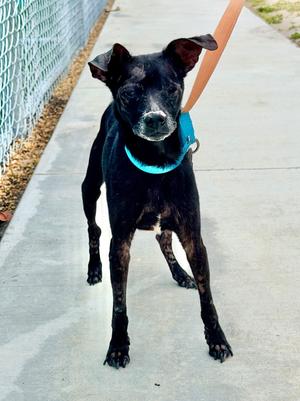 Sidekick, Mixed Breed, available for adoption