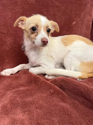 Curie, Chihuahua/Wirehaired Terrier, available for adoption