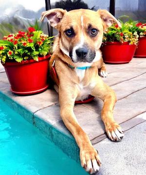 Brook, Black Mouth Cur/Mixed Breed, available for adoption