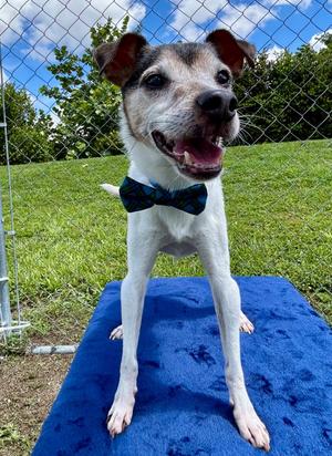 Zippy, Jack Russell Terrier/Mixed Breed, senior, available for adoption