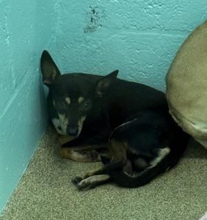 Newton, Chihuahua/Mixed Breed, available for adoption