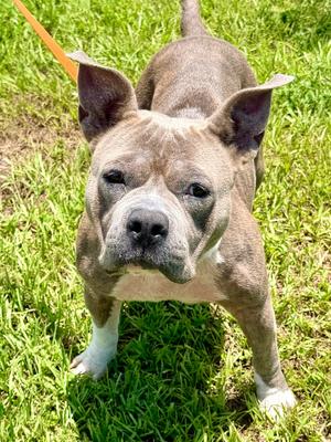Linnie, Terrier/Mixed Breed, available for adoption