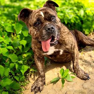 Rachel, American Bulldog/Mixed Breed, available for adoption