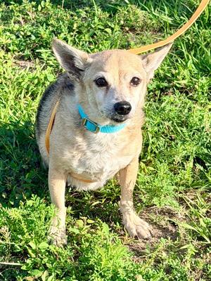 Marlow, Chihuahua/Mixed Breed, available for adoption