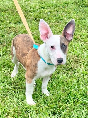 Bullseye, Bull Terrier/Chihuahua, available for adoption