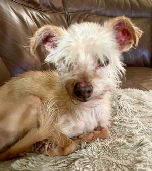 Olivine, Schnauzer/Mixed Breed, available for adoption