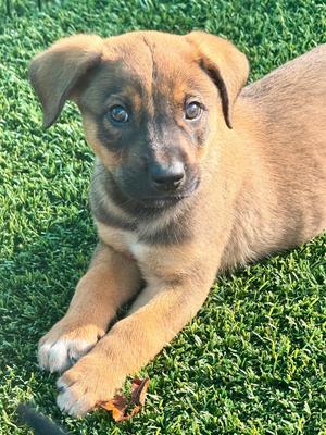 Honey Roasted, Shepherd/Mixed Breed, available for adoption