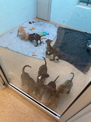 Patty Melt, Hound/Mixed Breed, available for adoption