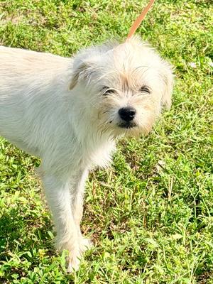 Mandoline, Mixed Breed, available for adoption
