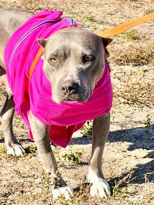Xena, Pit Bull Terrier/Mixed Breed, available for adoption
