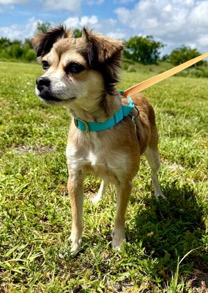 Dakota, Chihuahua/Mixed Breed, available for adoption