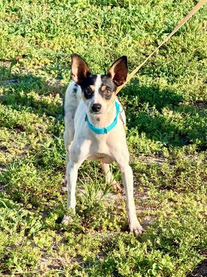 Indigo, Rat Terrier/Mixed Breed, available for adoption