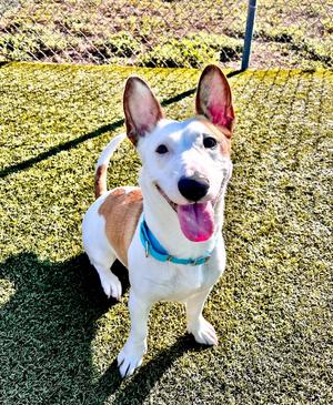 Pudding, Bull Terrier/Corgi, available for adoption