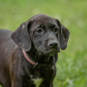 Blossom, Hound, puppy, available for adoption